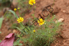 Glossocardia bosvallia